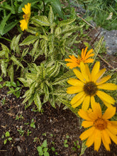 Charger l'image dans la galerie, Héliopsis (faux tournesol)