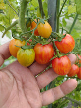 Charger l'image dans la galerie, Tomate cerise red zebra