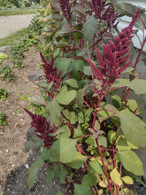 Load image into Gallery viewer, Amarante Opopéo