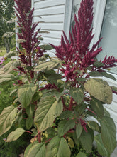 Load image into Gallery viewer, Amarante Opopéo