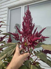 Load image into Gallery viewer, Amarante Opopéo