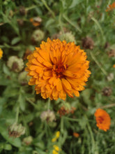 Load image into Gallery viewer, Souci double ball's orange