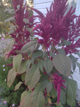 Load image into Gallery viewer, Amarante Opopéo