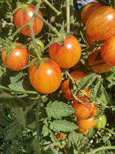 Charger l'image dans la galerie, Tomate cerise red zebra