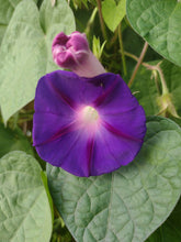 Load image into Gallery viewer, Gloire du matin mixte