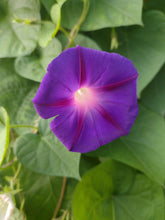 Load image into Gallery viewer, Gloire du matin mixte