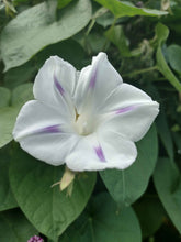 Load image into Gallery viewer, Gloire du matin mixte