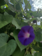 Load image into Gallery viewer, Gloire du matin mixte