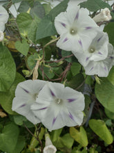 Load image into Gallery viewer, Gloire du matin mixte