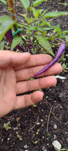 Charger l'image dans la galerie, Piment Buena mulata