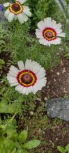 Charger l'image dans la galerie, Chrysanthème à Carène