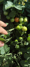 Charger l'image dans la galerie, Tomate Micro-naine Monetka