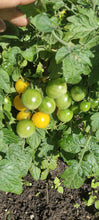 Charger l'image dans la galerie, Tomate Micro-naine Monetka