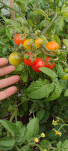 Charger l'image dans la galerie, Tomate Micro-naine Minibell