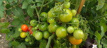 Charger l'image dans la galerie, Tomate Micro-naine vilma