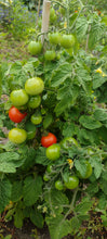 Charger l'image dans la galerie, Tomate Micro-naine vilma