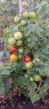 Charger l'image dans la galerie, Tomate Micro-naine vilma