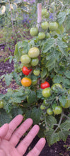 Charger l'image dans la galerie, Tomate Micro-naine vilma