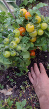 Charger l'image dans la galerie, Tomate Micro-naine Minibell