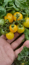 Charger l'image dans la galerie, Tomate Micro-naine Monetka