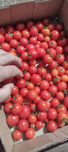 Charger l'image dans la galerie, Tomate Micro-naine Minibell