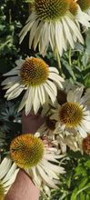 Charger l'image dans la galerie, Échinacée blanche