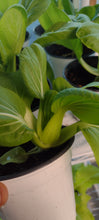 Charger l'image dans la galerie, Chou chinois bébé pak-choi shanghai