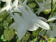 Load image into Gallery viewer, White Columbine