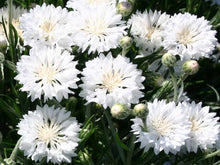 Charger l'image dans la galerie, Centaurée blanche