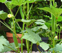 Charger l'image dans la galerie, Okra «Clemson spineless» (Gombo)