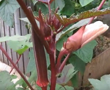 Charger l'image dans la galerie, Okra rouge bourgogne (Gombo)