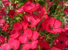 Load image into Gallery viewer, Scarlet flax