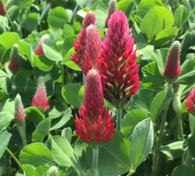Load image into Gallery viewer, Crimson clover