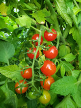 Charger l'image dans la galerie, Petite Tomate Cerise Rouge