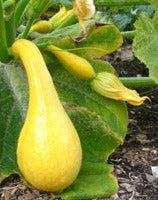 Charger l'image dans la galerie, Courge à cou courbé