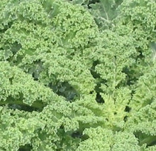 Charger l'image dans la galerie, Chou-kale Sibérien