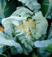 Load image into Gallery viewer, Cauliflower Snowball