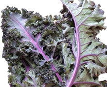 Charger l'image dans la galerie, Chou-kale rouge Russe