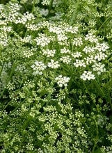 Charger l'image dans la galerie, Anis vert