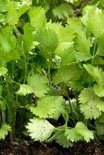 Charger l'image dans la galerie, Anis vert