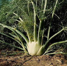 Charger l'image dans la galerie, Fenouil de Florence