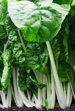 Charger l'image dans la galerie, Bette à carde Fordhook