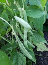 Charger l'image dans la galerie, Haricot vert Tendergreen