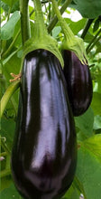 Charger l'image dans la galerie, Aubergine black beauty