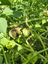 Charger l'image dans la galerie, Tomatillo Mauve