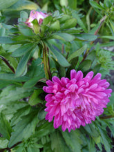 Load image into Gallery viewer, Dwarf Aster Pink Milady