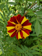Load image into Gallery viewer, Marigold Grand Harlequin