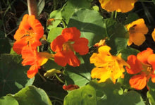 Charger l'image dans la galerie, Capucine couleur mixte