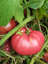 Charger l'image dans la galerie, Tomate OxHeart (Cœur de Bœuf)