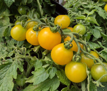 Charger l'image dans la galerie, Tomate micro-naine Yellow canary